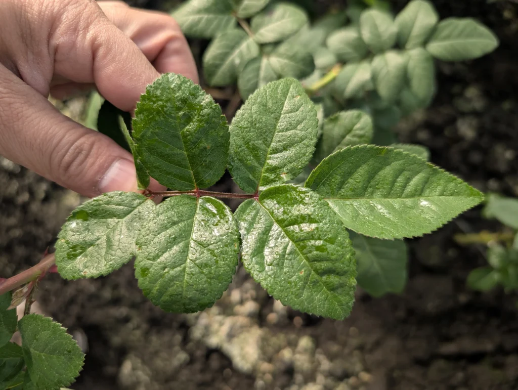 Revision planta Rosa