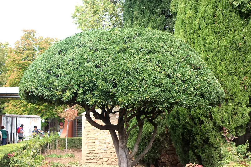 Pitosporum Pitosporum