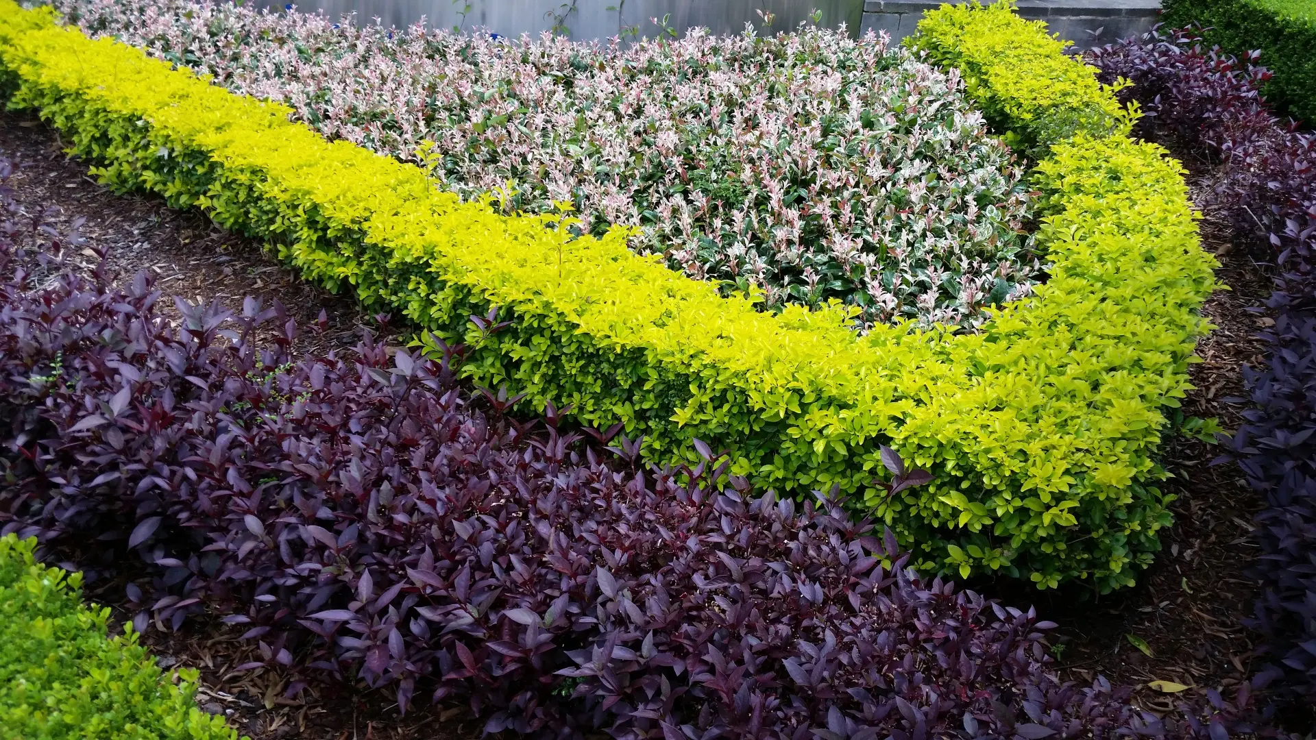 Duranta Duranta