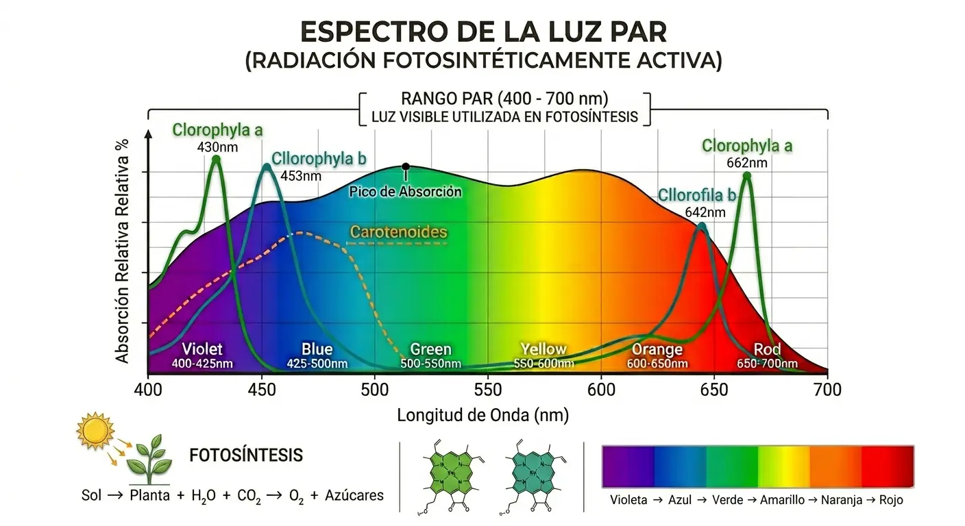 Cómo medir la luz real en su sede antes de elegir cualquier planta
