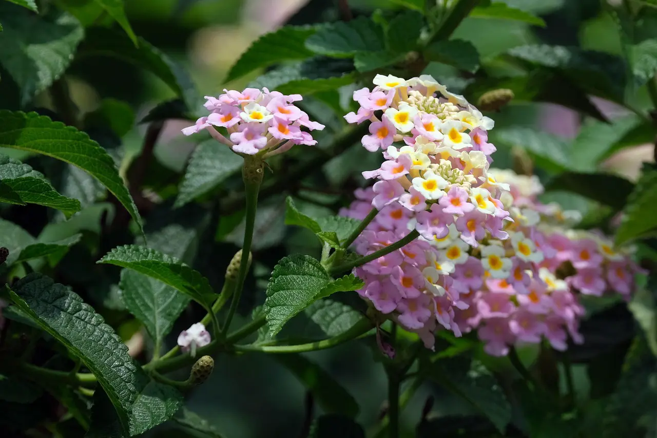 ignartonosbg-lantanas-6776223_1280