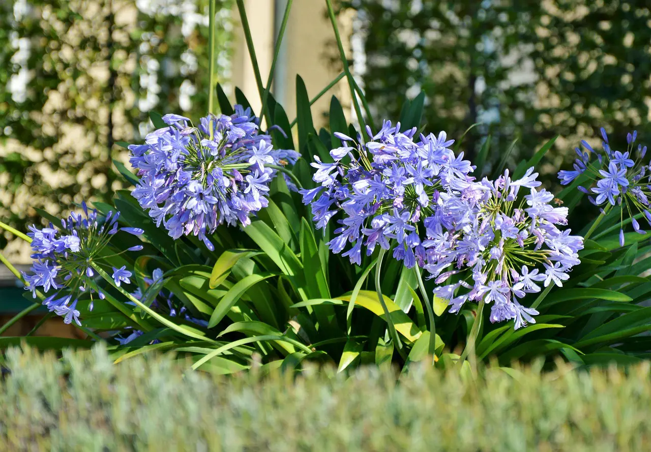 Top 5 Plantas de Bajo Mantenimiento para Jardines Corporativos