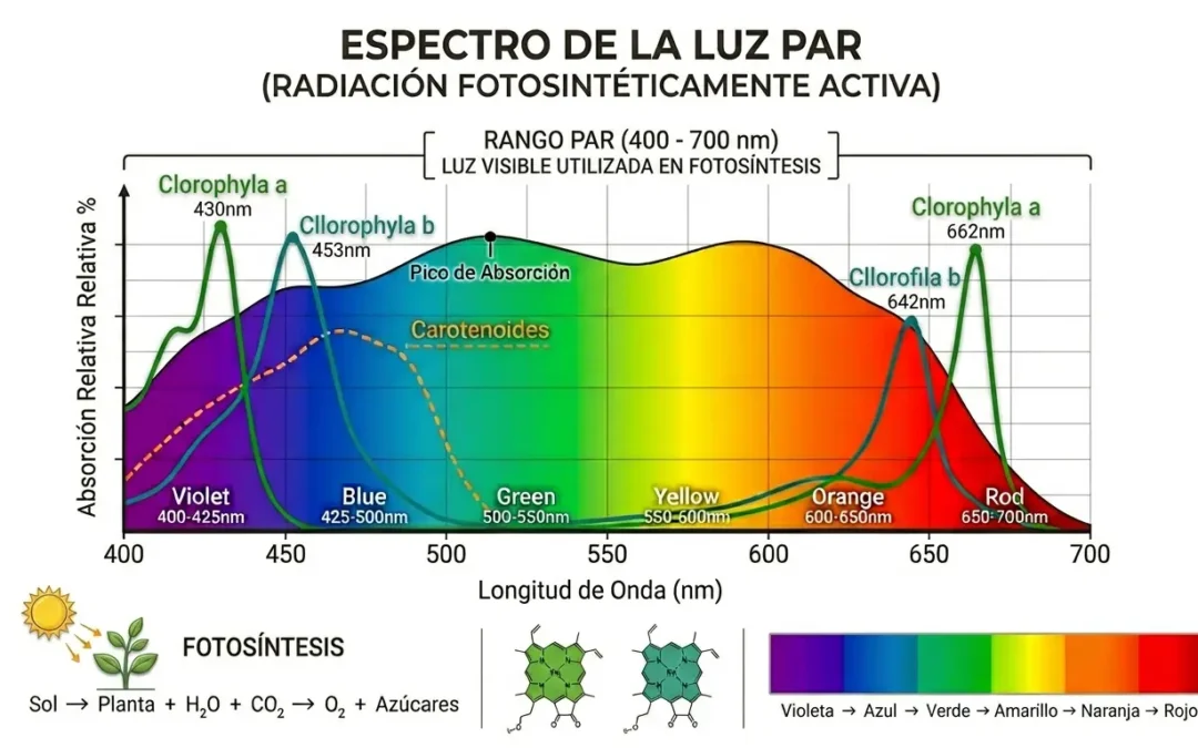 Cómo medir la luz real en su sede antes de elegir cualquier planta