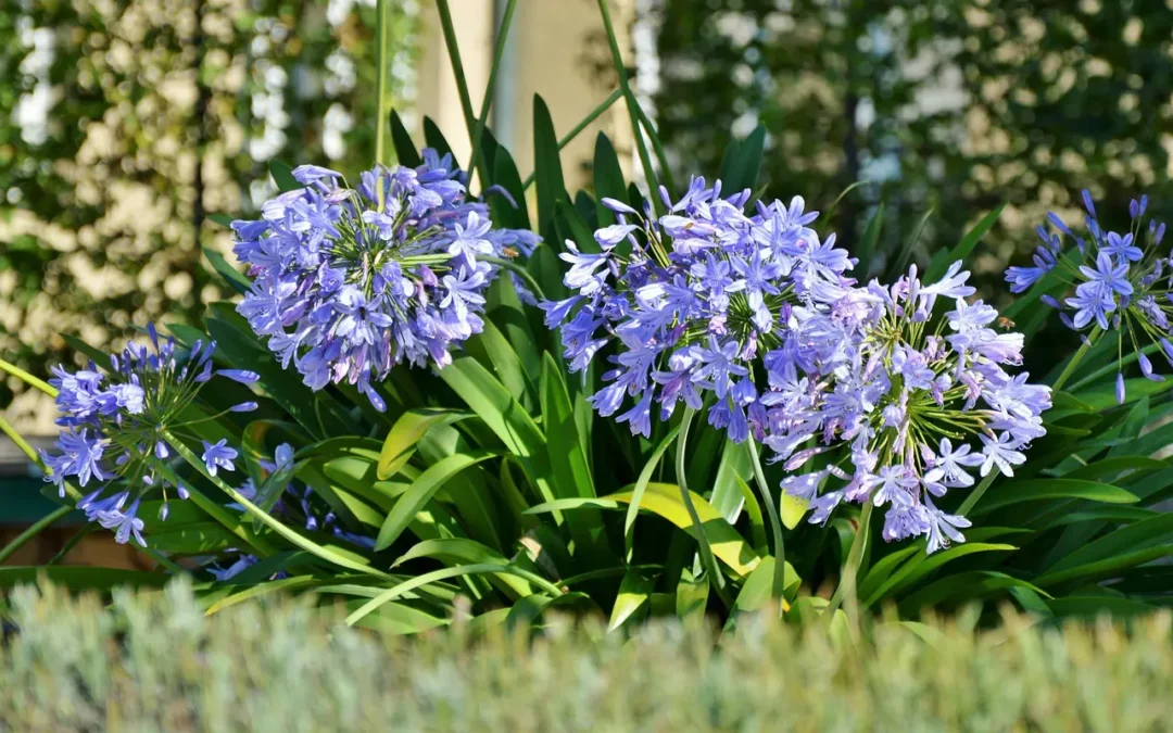 Top 5 Plantas de Bajo Mantenimiento para Jardines Corporativos